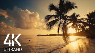 8 HOURS Calm Ocean Waves Sounds  Tropical Beach Sunrise 4K Video [upl. by Paulita758]