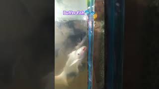 buffer fishingvideo fishlover [upl. by Aibara291]