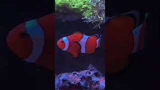 Amazing Looking Clownfish shorts [upl. by Nomrej891]