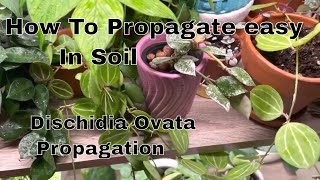 Propagating Dischidia Ovata in Soil  How to propagate in soil [upl. by Zetrac]