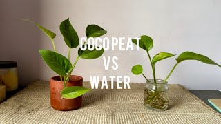 Coco Peat vs Water Propagation Comparison and Winner [upl. by Ardnoik]