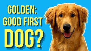 Are Golden Retrievers Good First Dogs  Or A Bad Choice [upl. by Ahsinhoj48]