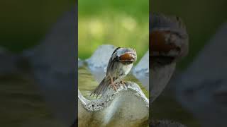 Chipping Sparrows Got quotGood Feelingquot While it Preens Quite Awhile funnybirds chippingsparrow [upl. by Ylluz738]