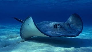 ¿Qué significa soñar con mantarrayas o pez raya  Sueño Significado [upl. by Nitsu]