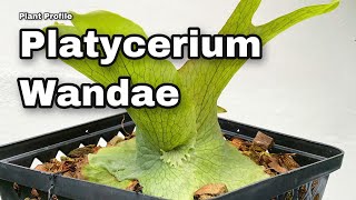 Plant Profile  Platycerium Wandae Ep83 [upl. by Esiole580]