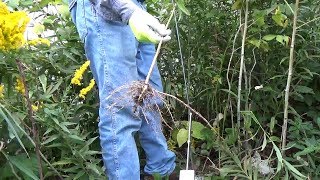 Canada Goldenrod Remover  Золотарник канадский [upl. by Leunamesoj]