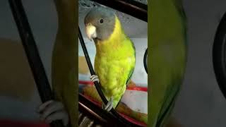 plum headed parrot speak  talking parrot  sweet voice  natural talking [upl. by Sackey149]