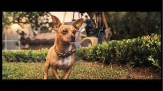 Pitbull vs Killer Chihuahua [upl. by Earased]