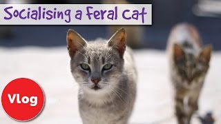 How to Socialise a Feral or Stray Cat Tips To Help Turn a Feral Cat to Friendly Cat  COMPETITION [upl. by Eener]