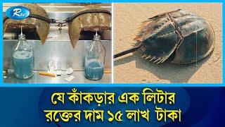 যে কাঁকড়ার রক্ত বাঁচিয়েছে লাখো মানুষের প্রাণ  crabs Animal  Horseshoe crab  Sea  Rtvnews [upl. by Yeoj]