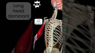 Biceps curl flexed vs extended shoulder shorts views like anatomy biceps gym [upl. by Eilrac]