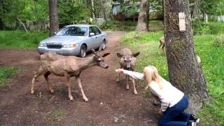 Wallowa Lake Oregon feeding the Deer [upl. by Nylazor39]