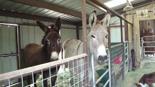 Donkeys do Flamenco [upl. by Bouldon]