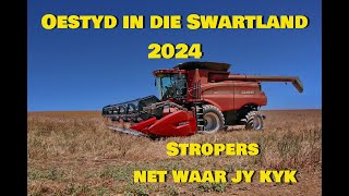 Oestyd in die Swartland 2024 [upl. by Zaob956]