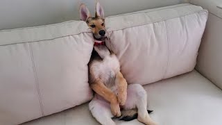 TOP FUNNIEST PUPPIES that will make you LAUGH [upl. by Giliana433]