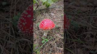 Sarkanā mušmire  Fly agaric Amanita muscaria nature fungi mushroom [upl. by Rinaldo624]