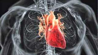 HUMAN HEART BEAT SOUND EFFECT IN HIGH QUALITY [upl. by Nitsoj]