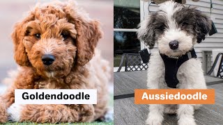 Pros and Cons Goldendoodle vs Aussiedoodle [upl. by Rustin]