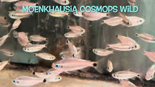 Moenkhausia cosmops wild [upl. by Jobina]