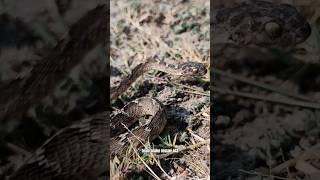 Cat snake seen on farmers fieldanimal rescue india 443 prakash balaganj neemuch trupanion [upl. by Ffoeg734]