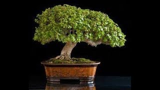 How to make Bonsai of jade plant Crassula ovata and how to grow update [upl. by Esyle]