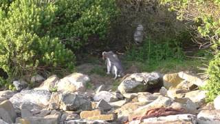 YELLOW EYED PENGUINS  NEW ZEALAND [upl. by Daron]