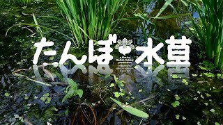 田んぼで水草探すよ（自由研究 ｱｸｱﾘｳﾑ ﾋﾞｵﾄーﾌﾟに [upl. by Gothurd578]