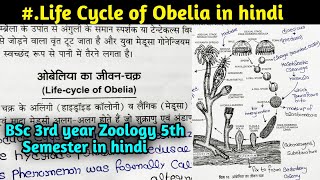 Life cycle of Obelia in hindi  BSc 3rd year Zoology 5th Semester in hindi [upl. by Scrivens205]