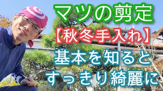 【マツ松の剪定】秋冬の手入れですっきり美しい樹姿になる2023年10月🤲✨ [upl. by Nadual]