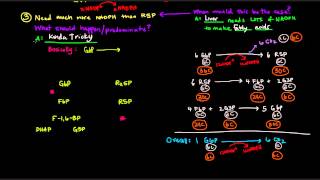 Pentose Phosphate Pathway Part 3 of 5  Control and Regulation Details [upl. by Alexia93]