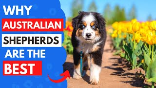 6 Reasons Australian Shepherds are the Perfect Pet [upl. by Salamanca]