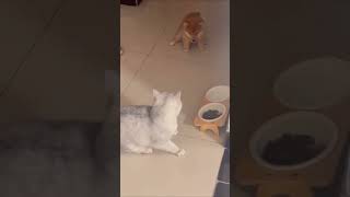 Puppy eats cat food and gets beaten by cat cat dog animals pets shorts [upl. by Yuille]