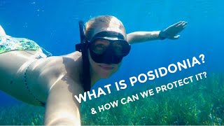 What is Posidonia Oceanica amp How can we protect it as sailors Eps 3 [upl. by Chladek]