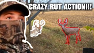 CRAZY RUT ACTION Michigan Bowhunting [upl. by Auburta640]