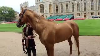 London queen receives Karabakh Horse from President of Azerbaijan [upl. by Esaertal423]