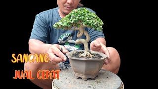 JUAL CEPAT BONSAI SIAP PAJANG [upl. by Vyner]