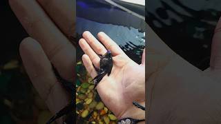 Jet Black Gold Fish  shortvideo kachua goldfish turtle pets [upl. by Rigby]