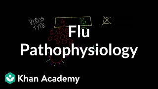 Flu Pathophysiology [upl. by Raoul451]