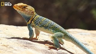 National Geographic Wild  Wild life of the reptiles lizards  BBC [upl. by Ainecey]