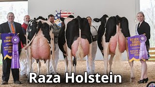 Raza de ganado lechero Holstein La mejor raza de vacas lechera en el mundo [upl. by Ycniuq358]