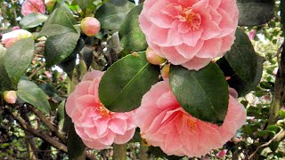 Camellia Walk  Leonardslee Lakes amp Gardens [upl. by Eniaj]