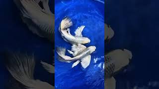 Fish Hai to Jarur Dekhna🦈 fish amazingfacts aquarium goldfish fishaquarium fishing fishtank [upl. by Gelman327]