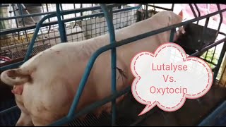 Lutalyse vs Oxytocin [upl. by Viehmann837]