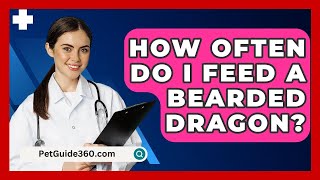 How Often Do I Feed A Bearded Dragon  PetGuide360com [upl. by Midan]