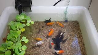 DIY indoor pond fancy goldfish [upl. by Sibella]