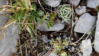 Saxifraga paniculata Lifelong saxifrage [upl. by Viens]