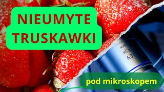 Polskie nieumyte truskawki pod mikroskopem [upl. by Noeht77]