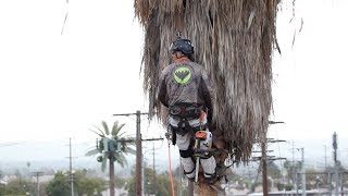 Preventing Palm Tree Trimmer Fatalities [upl. by Noryb]