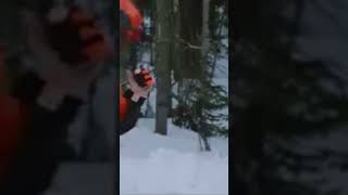 Husqvarna 572XP is a Work Horse 🐴 youtube trending husqvarna youtubeshorts shorts arborist [upl. by Shepley]