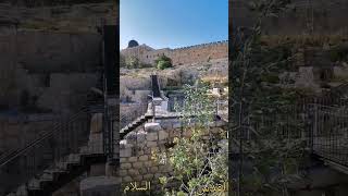 القصور الأموية على سور المسجد الأقصى المبارك Umayyad palaces onAlAqsa wall [upl. by Irisa]